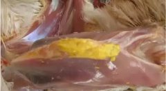 現(xiàn)在青年雞最嚴(yán)重的是什么？