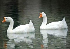 養(yǎng)鵝禁忌有哪些？看看你中了幾條！