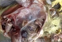 黃病毒在南方各個(gè)地區(qū)多發(fā)，這里帶你了解黃病