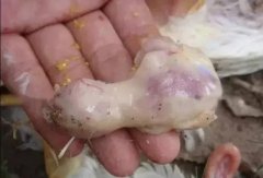 肉雞最頭疼的還是腺肌胃炎，到底該怎么解決？