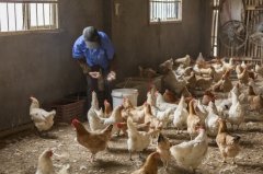 雞新城疫用什么藥效果好，知道之后無需再區(qū)分