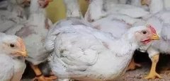 支原體感染的發(fā)展過程及臨床癥狀??！!